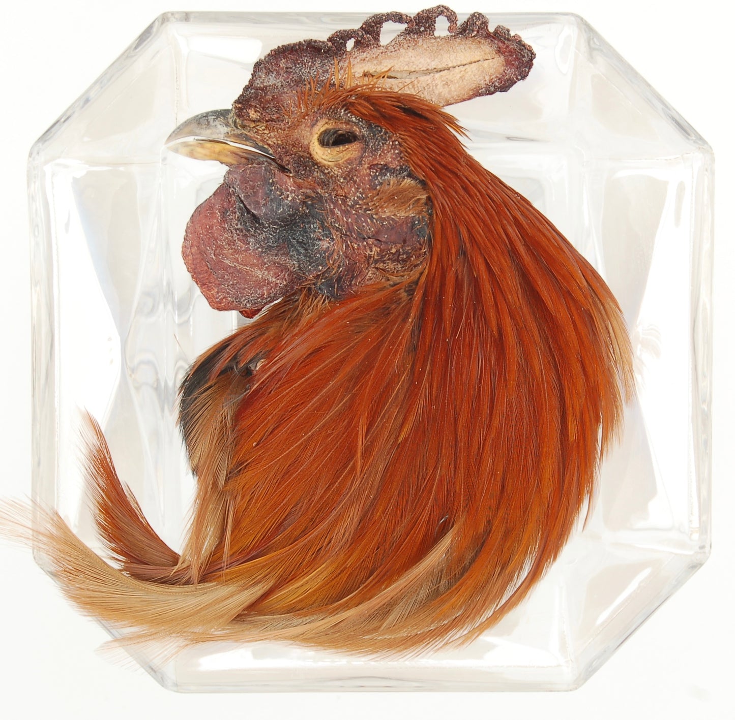 Freeze-Dried Rooster Head with Feathers