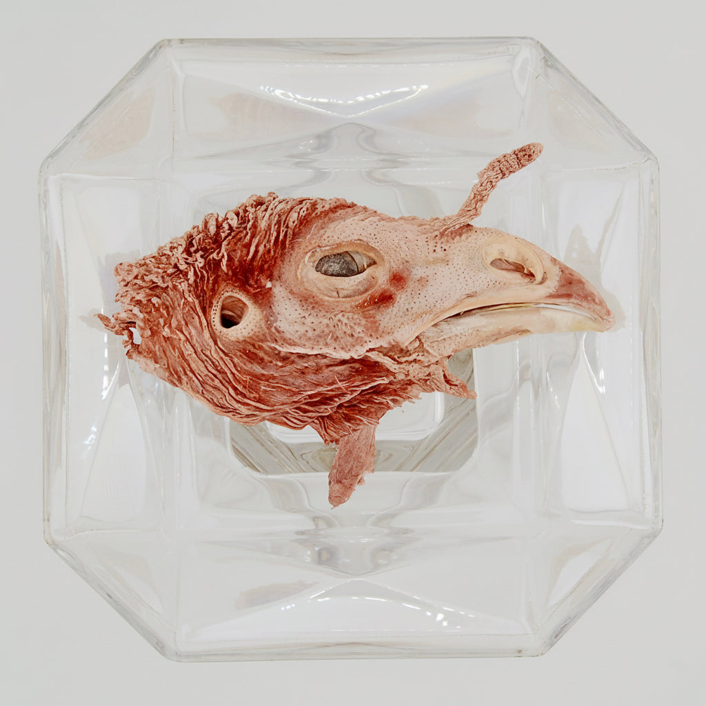 Freeze-Dried Turkey Head Half