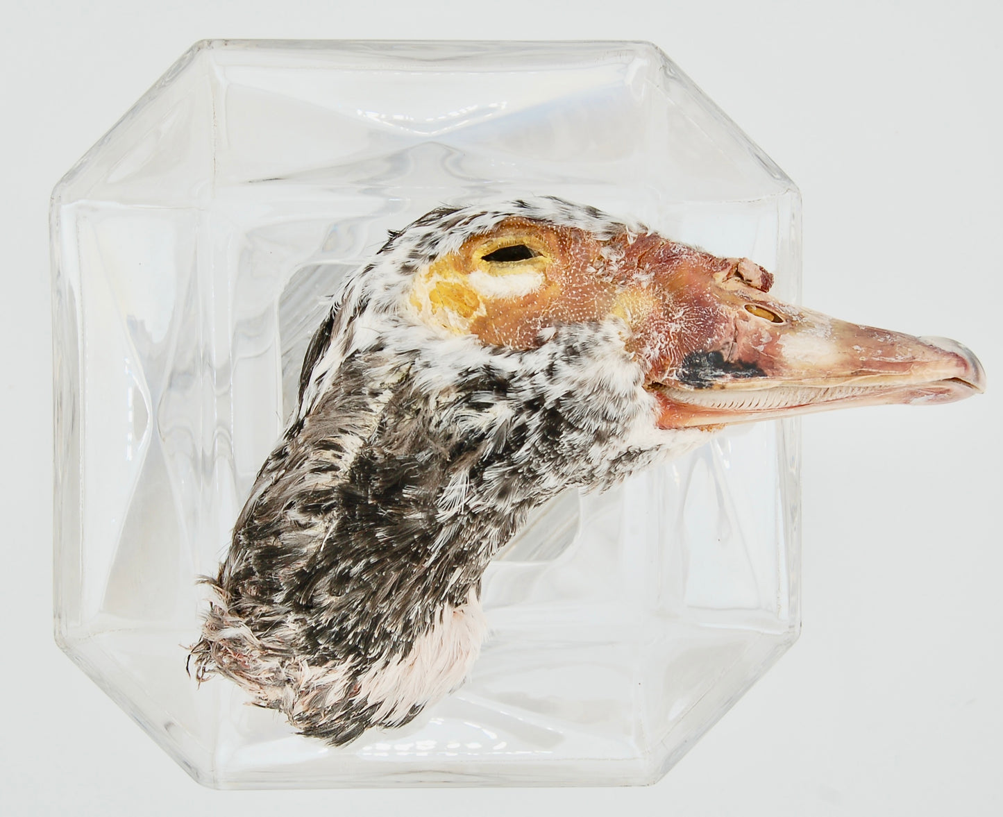 Freeze-Dried Duck Head with Feathers