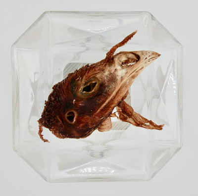 Dehydrated Turkey Head