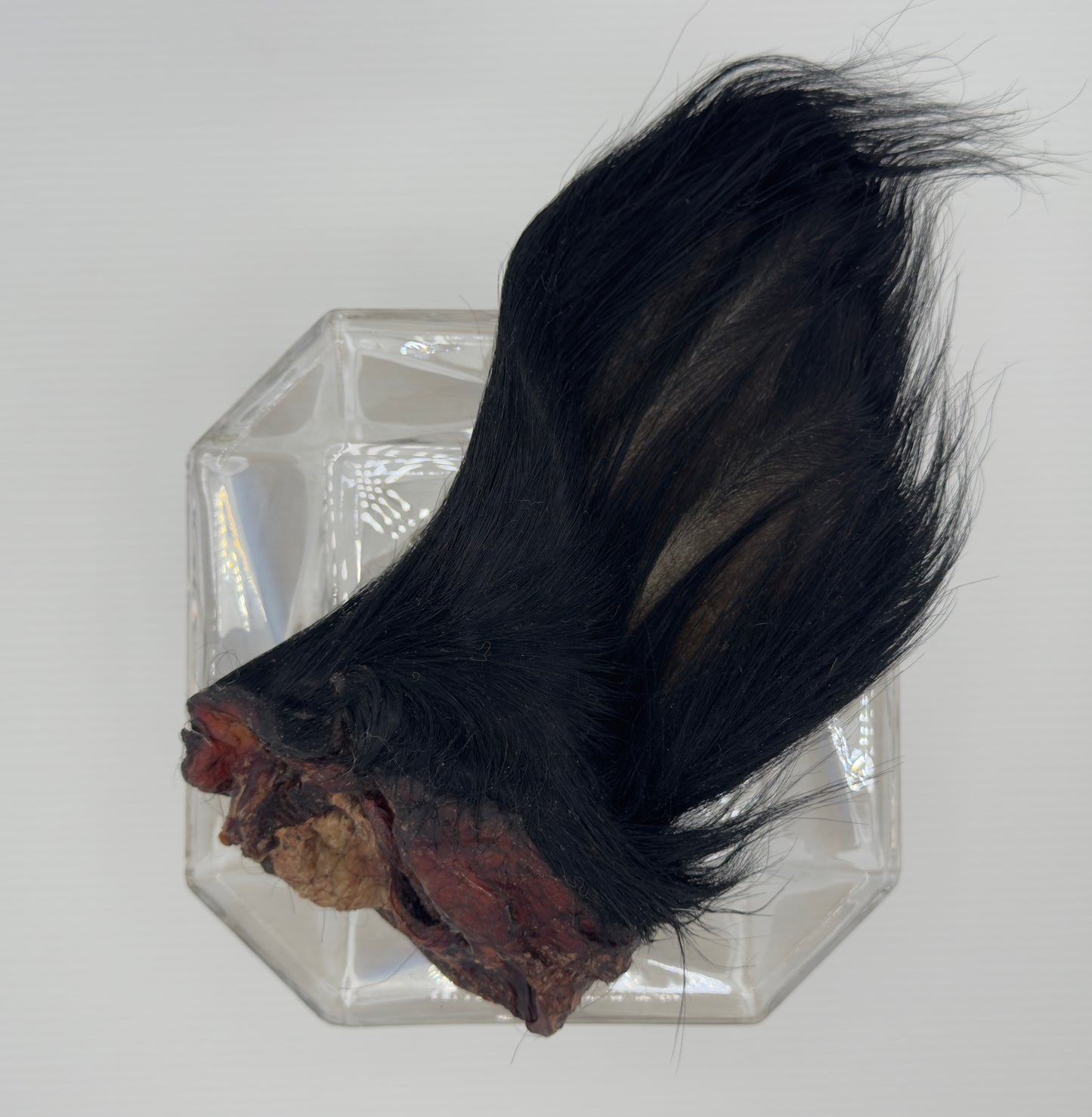 Dehydrated Cow Ear with Hair