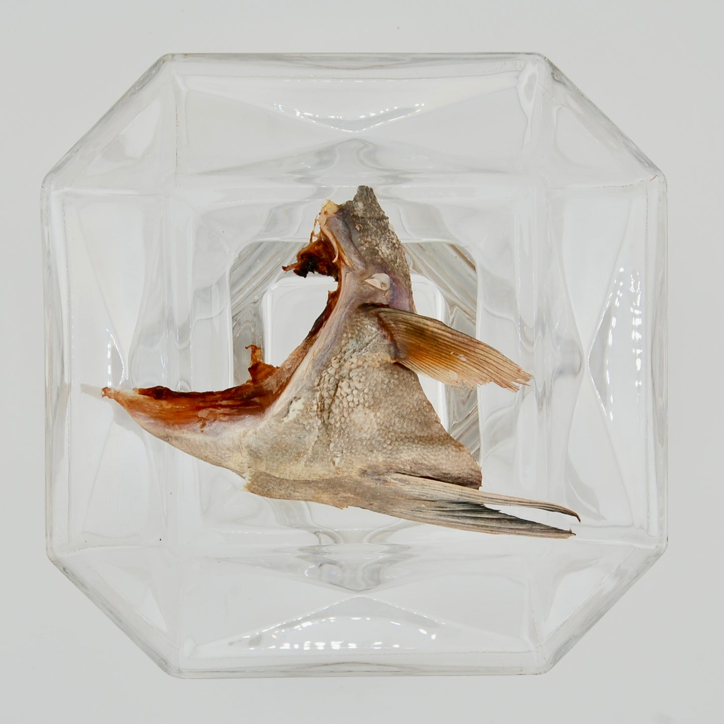Dehydrated Pompano Collars