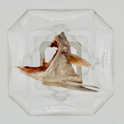 Dehydrated Pompano Collars