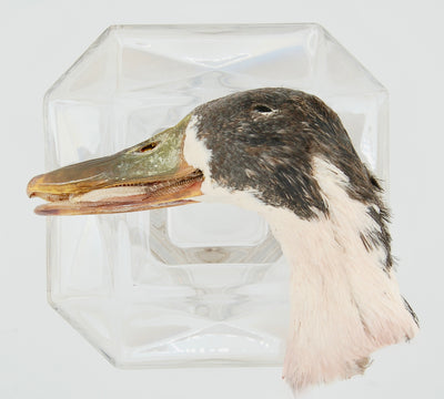 Freeze-Dried Duck Head with Feathers