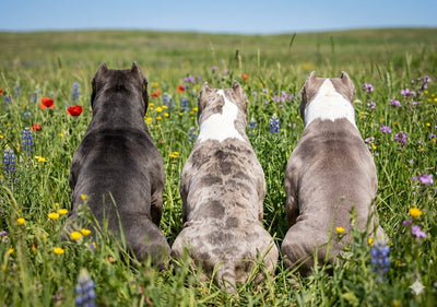 Three large bully-type dogs sit side by side in a sunny wildflower field, facing away toward an open green horizon beneath a bright blue sky.