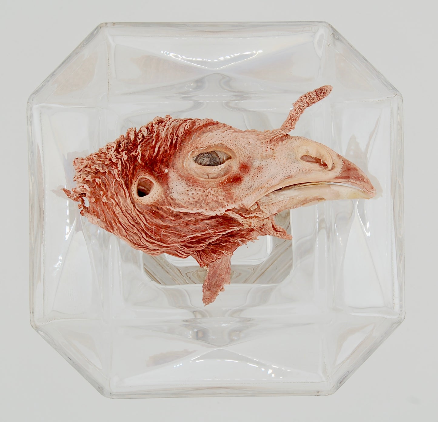 Freeze-Dried Turkey Head Half