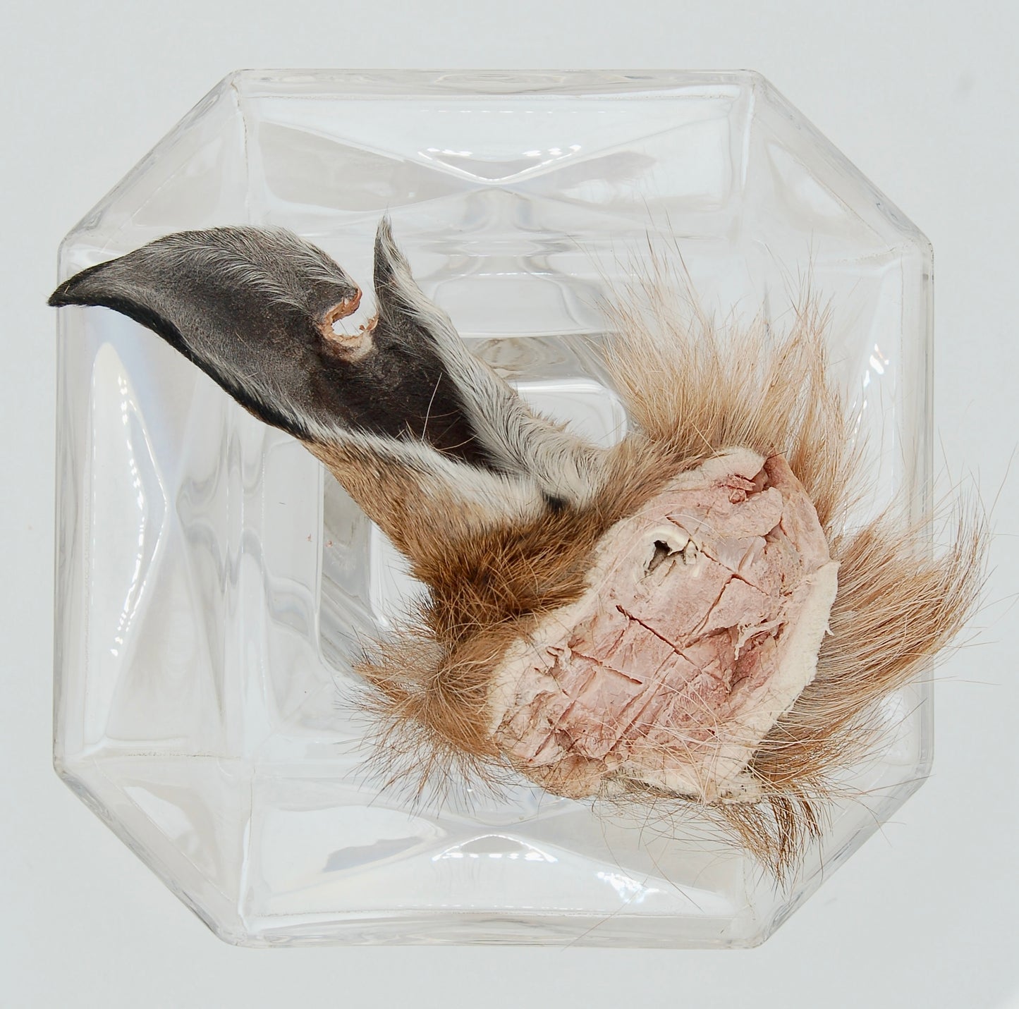 Freeze-Dried Goat Ear with Hair