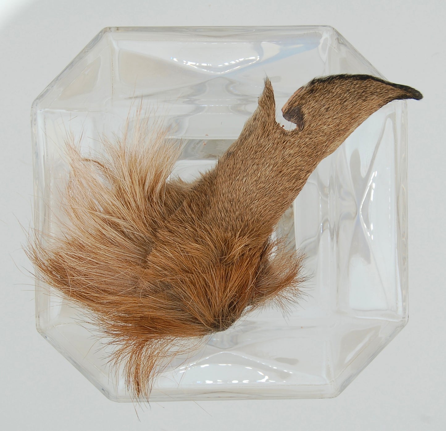 Freeze-Dried Goat Ear with Hair