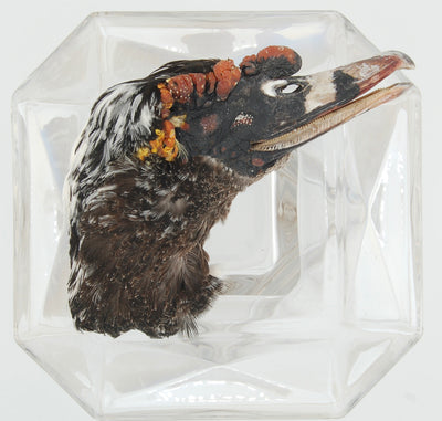 Freeze-Dried Duck Head with Feathers