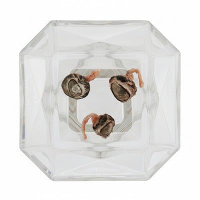 Freeze-Dried Goat Eyeballs