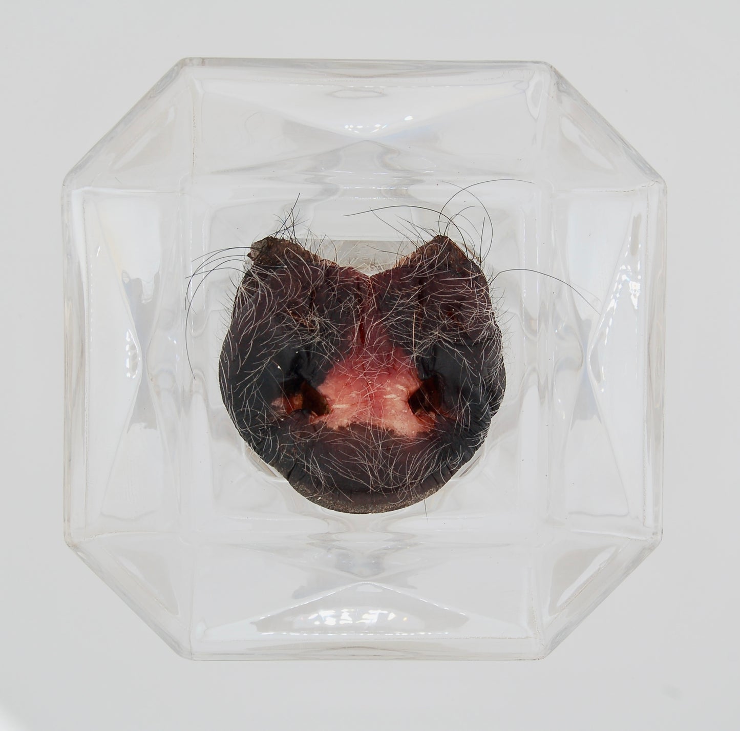 Freeze-Dried Pig Snout