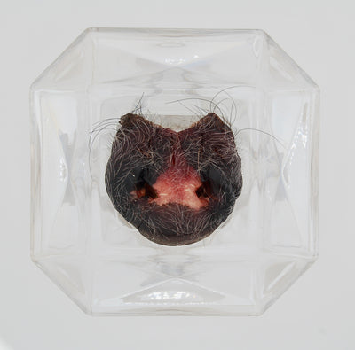 Freeze-Dried Pig Snout