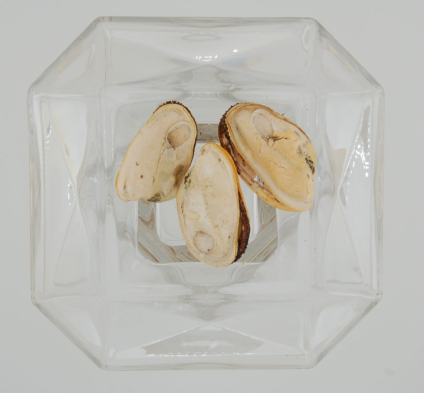 Freeze-Dried Green Lipped Mussels