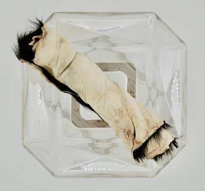 Dehydrated Goat Hide Chew Large