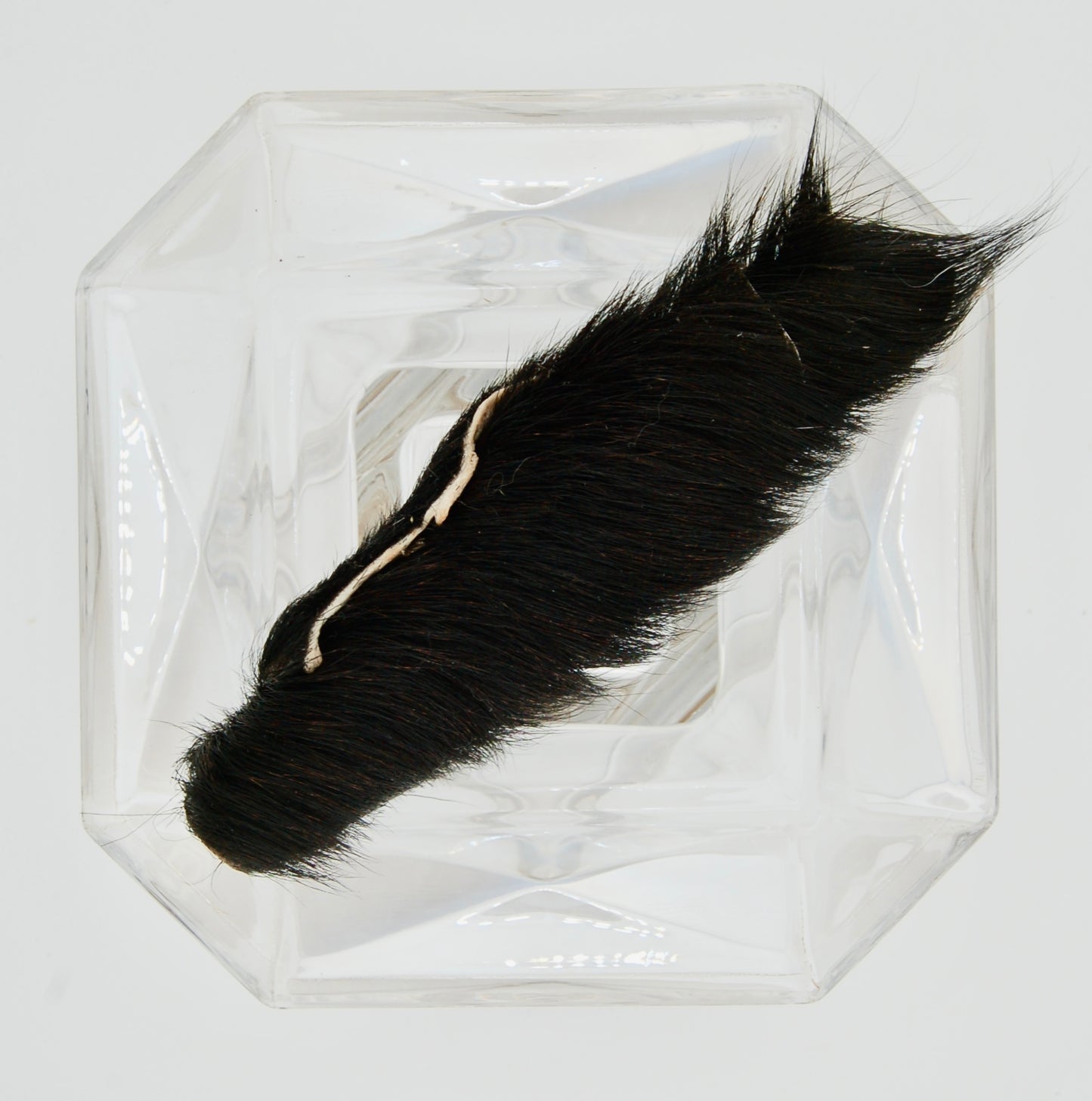 Dehydrated Goat Hide Chew Medium