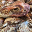 Dehydrated Chicken Heads