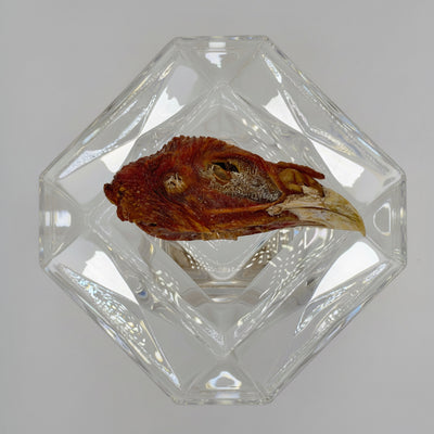 Dehydrated Turkey Head