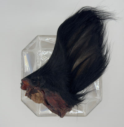 Dehydrated Cow Ear with Hair