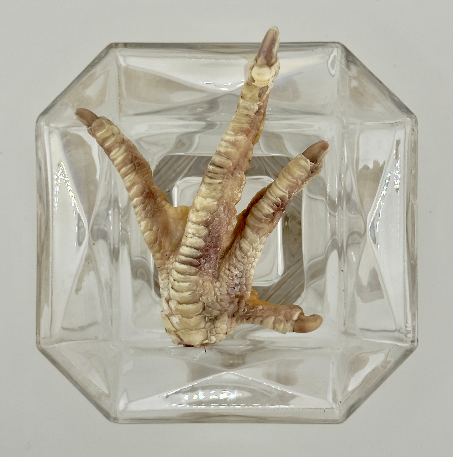 Freeze-Dried Duck Foot