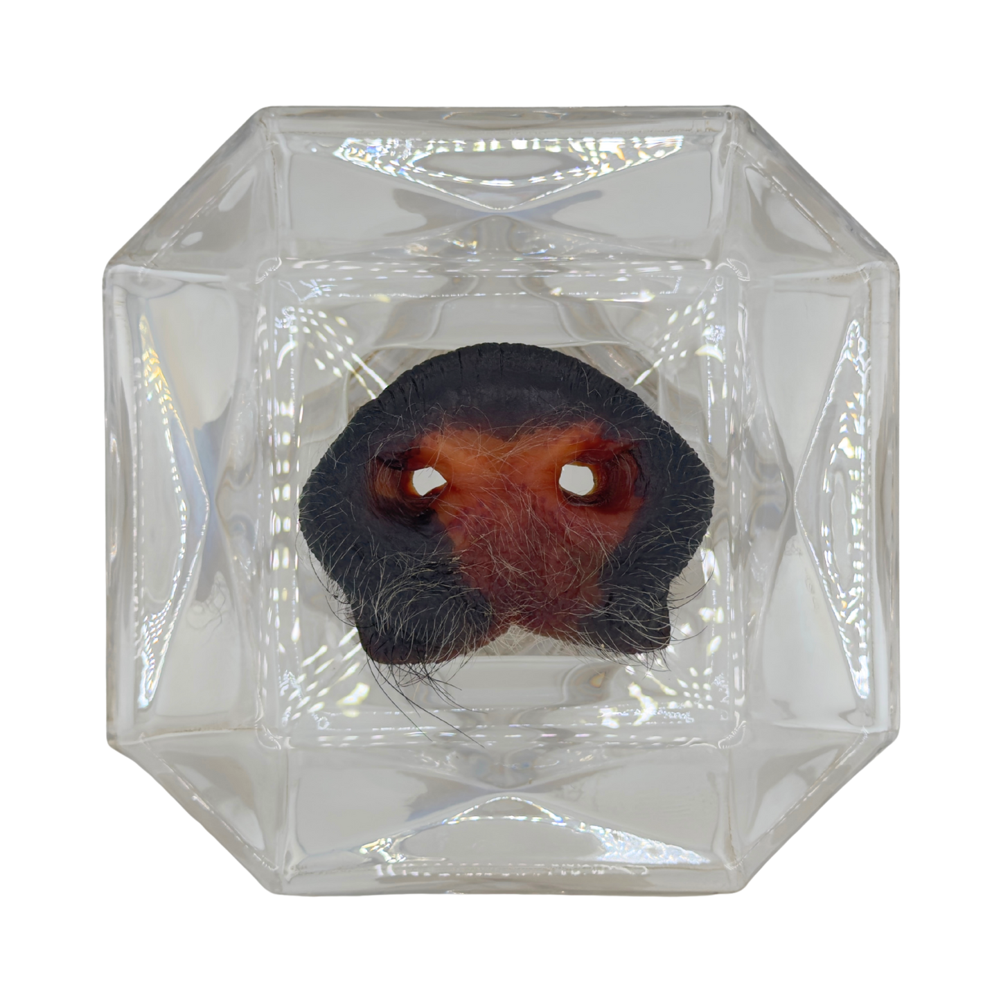 Dehydrated Pork Snout